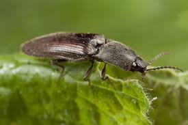 Attēlu rezultāti vaicājumam “Elateridae”