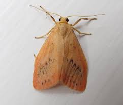 Attēlu rezultāti vaicājumam “Miltochrista miniata”