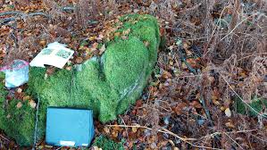 Attēlu rezultāti vaicājumam “Harpanthus scutatus”