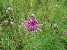 Attēlu rezultāti vaicājumam “Centaurea scabiosa flower”