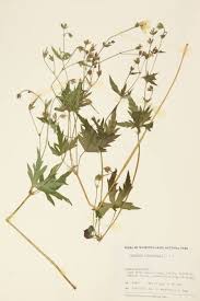 Attēlu rezultāti vaicājumam “Geraniaceae”