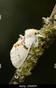 Attēlu rezultāti vaicājumam “Leucodonta bicoloria”