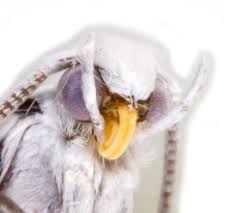 Attēlu rezultāti vaicājumam “Yponomeuta malinellus / cagnagella”