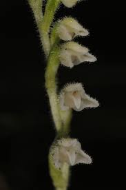 Attēlu rezultāti vaicājumam “Goodyera repens flower”