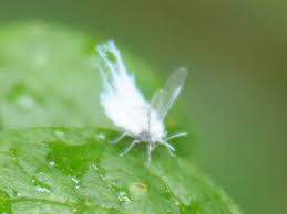 Attēlu rezultāti vaicājumam “Prociphilus xylostei”