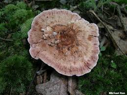 Attēlu rezultāti vaicājumam “Hydnellum sp.”