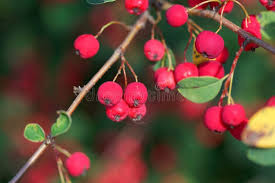 Attēlu rezultāti vaicājumam “Cotoneaster multiflorus leaf”