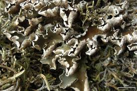 Attēlu rezultāti vaicājumam “Peltigera malacea”