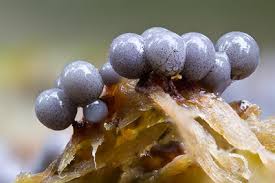 Attēlu rezultāti vaicājumam “Cribraria argillacea macro”