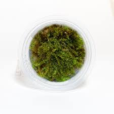 Attēlu rezultāti vaicājumam “Plagiomnium affine”