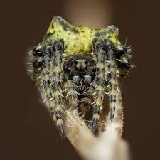 Attēlu rezultāti vaicājumam “Gibbaranea gibbosa”