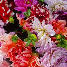 Image result for Dahlia x pinnata `Decorative Giants`