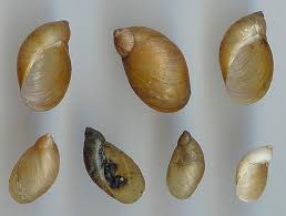 Attēlu rezultāti vaicājumam “Succinea”