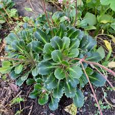 Attēlu rezultāti vaicājumam “Saxifraga cymbalaria fruit”