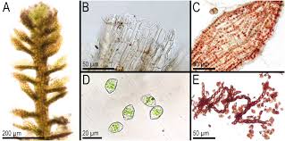 Attēlu rezultāti vaicājumam “Cephaloziella elachista”