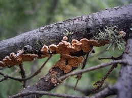 Attēlu rezultāti vaicājumam “Aleurodiscus amorphus”