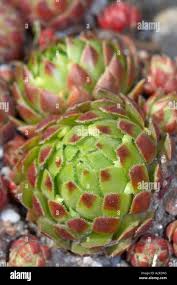 Attēlu rezultāti vaicājumam “Jovibarba globifera leaf”