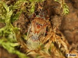 Attēlu rezultāti vaicājumam “Kleidocerys resedae imago”