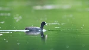 Attēlu rezultāti vaicājumam “Fulica atra adult”
