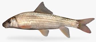 Image result for Moxostoma macrolepidotum