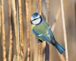 Image result for Cyanistes caeruleus