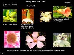 Attēlu rezultāti vaicājumam “Apocynaceae”