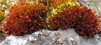 Attēlu rezultāti vaicājumam “Bryum”