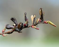 Attēlu rezultāti vaicājumam “Cercidiphyllum japonicum flower”