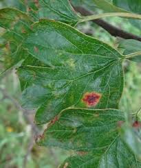 Attēlu rezultāti vaicājumam “Gymnosporangium sp.”