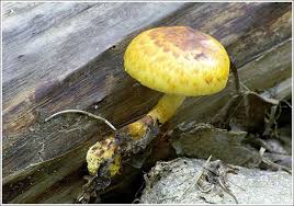 Attēlu rezultāti vaicājumam “Lentinus lepideus”