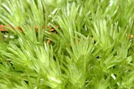 Attēlu rezultāti vaicājumam “Leucobryum glaucum”