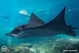 Image result for Myliobatis aquila