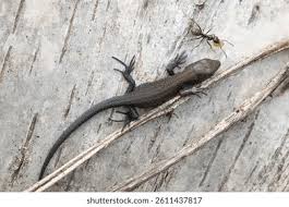 Attēlu rezultāti vaicājumam “Lacerta vivipara juvenile”