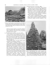 Attēlu rezultāti vaicājumam “Platydictya jungermannioides macro”