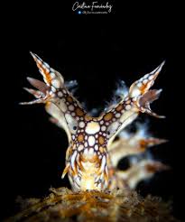 ผลการค้นหารูปภาพสำหรับ Bornella Anguilla