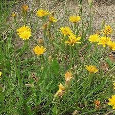 Attēlu rezultāti vaicājumam “Leontodon autumnalis  flower”