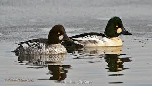 Attēlu rezultāti vaicājumam “Bucephala clangula”