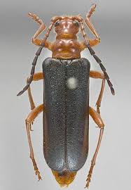 Attēlu rezultāti vaicājumam “Rhamnusium bicolor”