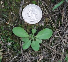Attēlu rezultāti vaicājumam “Berteroa incana fruit”