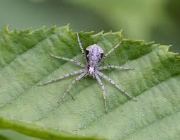 Attēlu rezultāti vaicājumam “Philodromidae”