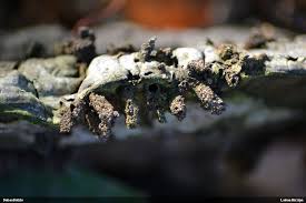 Attēlu rezultāti vaicājumam “Agathomyia wankowiczii”