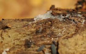 Attēlu rezultāti vaicājumam “Didymium serpula spores”