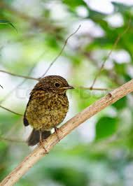 Attēlu rezultāti vaicājumam “Erithacus rubecula juvenile”