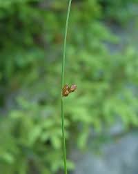 Attēlu rezultāti vaicājumam “Juncus filiformis”