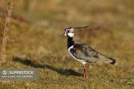 Attēlu rezultāti vaicājumam “Vanellus vanellus adult”