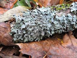 Attēlu rezultāti vaicājumam “Parmelia serrana”