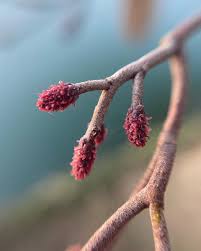 Attēlu rezultāti vaicājumam “Alnus incana female flower”