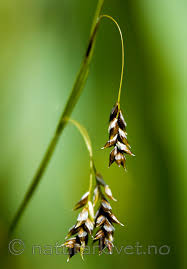 Attēlu rezultāti vaicājumam “Carex capillaris”