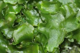 Attēlu rezultāti vaicājumam “Aneura pinguis”