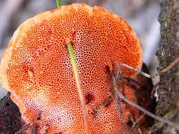 Attēlu rezultāti vaicājumam “Pycnoporus cinnabarinus”